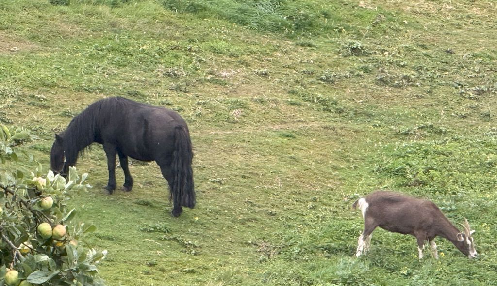 Pony und Ziege